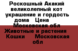 Роскошный Акакий, великолепный кот, украшение и гордость дома › Цена ­ 1 - Московская обл. Животные и растения » Кошки   . Московская обл.